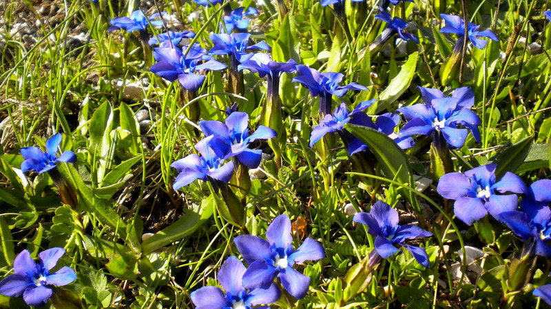 Gentiana verna